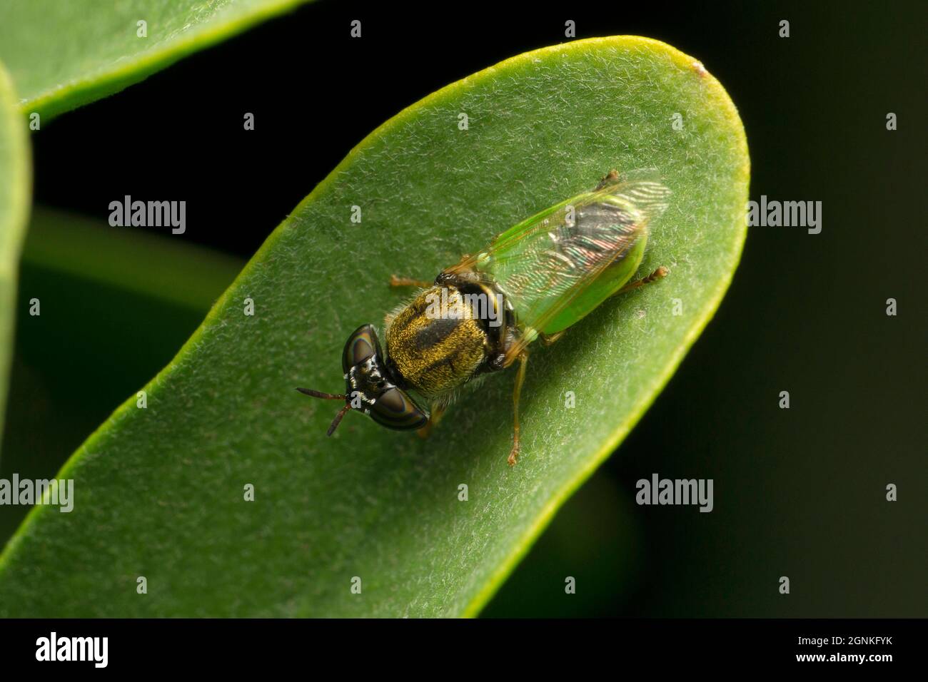 Borneon Green Belly Hoverfly a volte chiamato mosche di fiori o mosche di sciroppo, Satara, Maharashtra, India Foto Stock