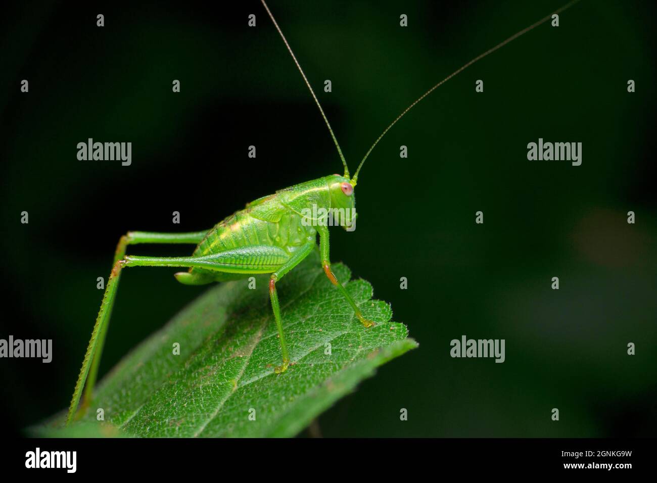 Katydid verde ninfa, Tettigonia specie, satara Maharashtra india Foto Stock