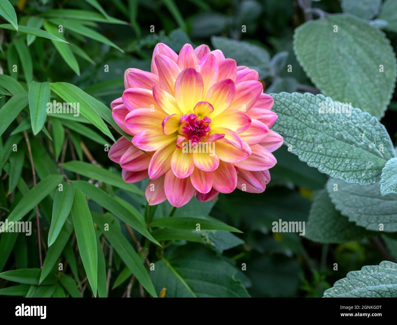 Bellissimo fiore Dahlia circondato da piante verdi in un giardino Foto Stock