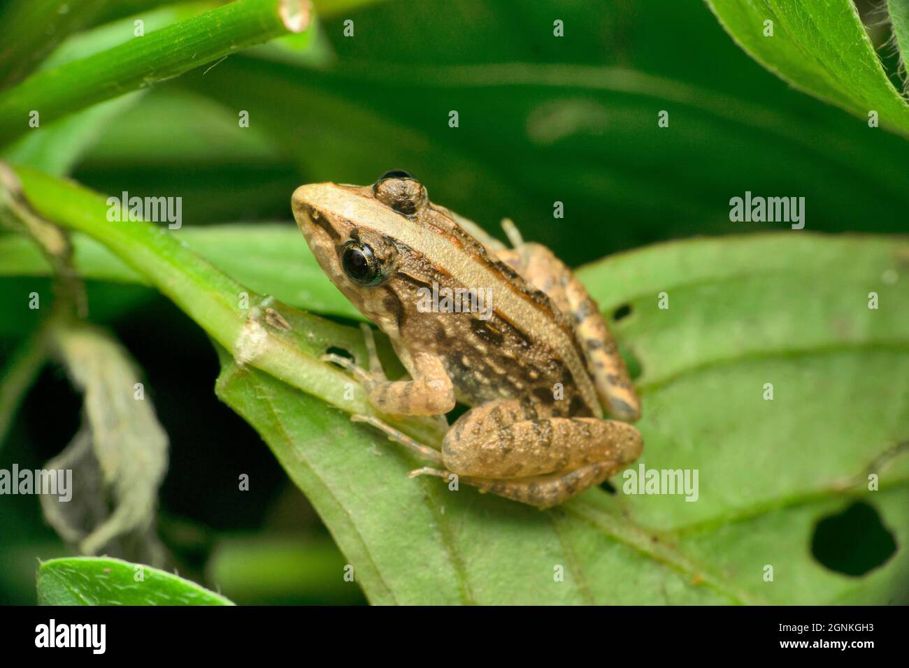 Rana macolata, Pelophylax nigromaculatus, Satara, Maharashtra, India Foto Stock