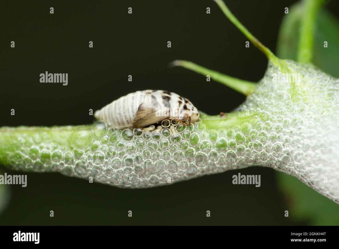 Larve di sputing bug, Satara, Maharashtra, India Foto Stock