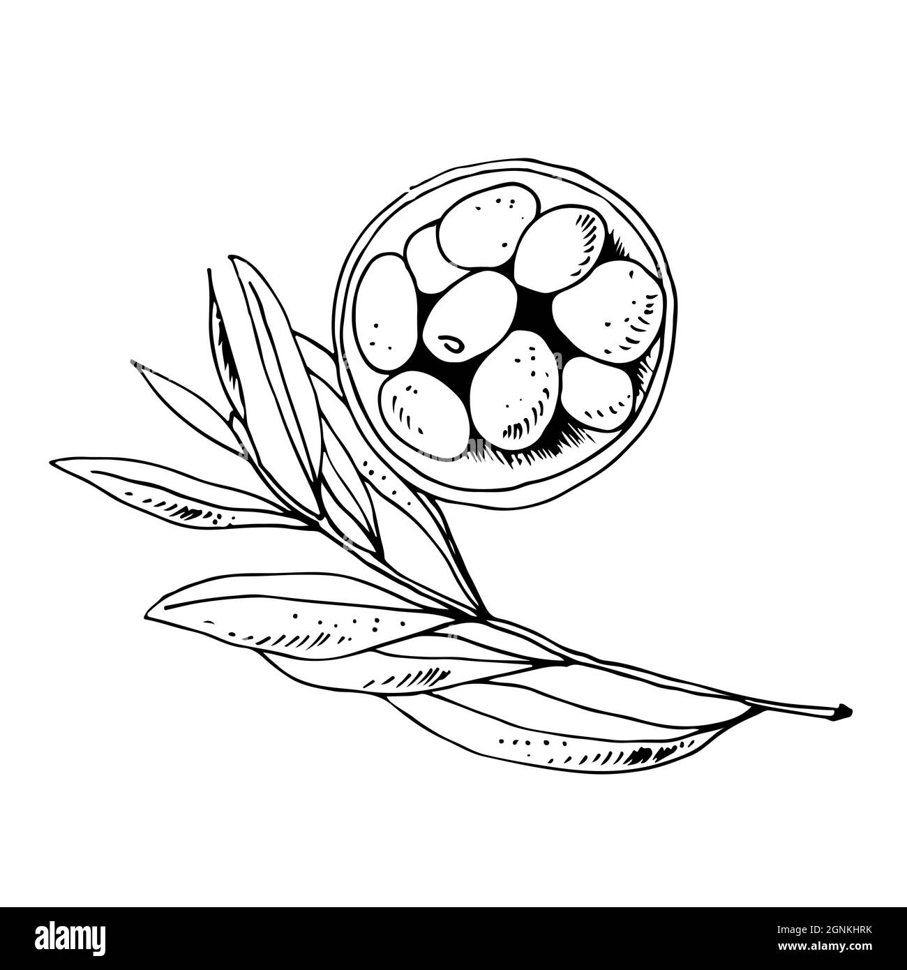 Olive in una ciotola e ramo di oliva isolato su sfondo bianco, illustrazione vettoriale Illustrazione Vettoriale