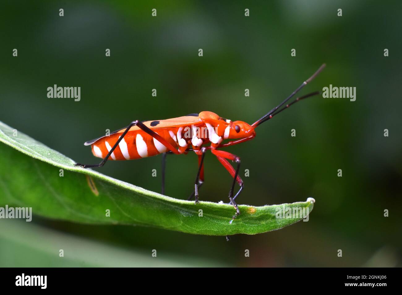 Primo piano foto di cotone macchia bug (Dydercus sp) in piedi su foglia verde. Foto Stock