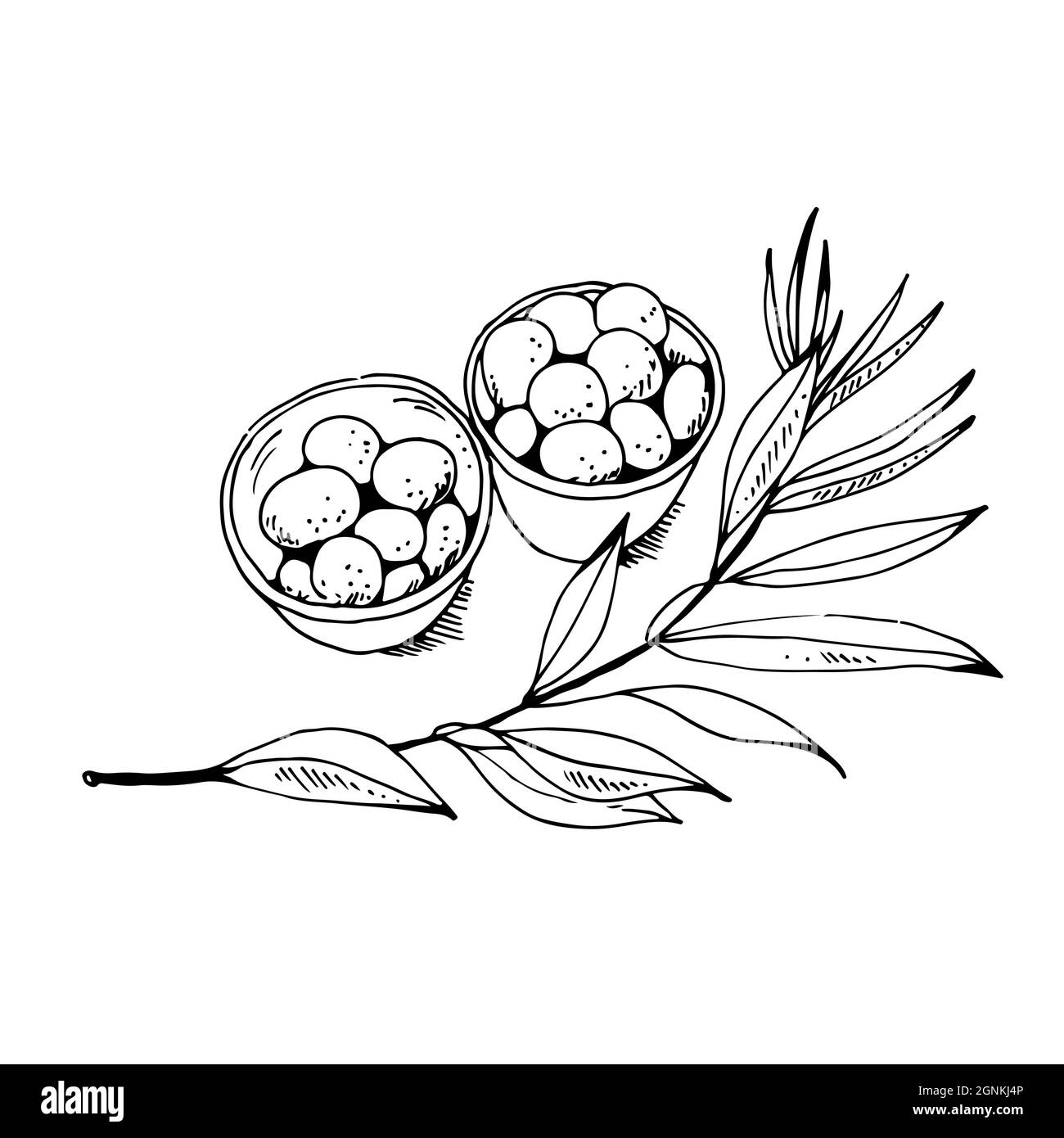 Olive in una ciotola e ramo di oliva isolato su sfondo bianco, illustrazione vettoriale Illustrazione Vettoriale