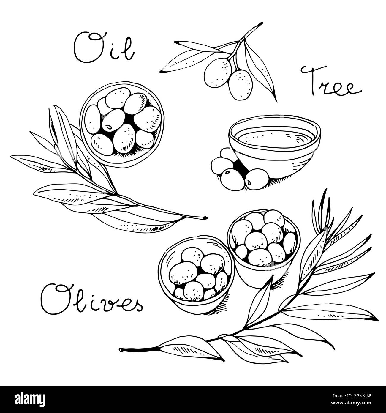 Olive in una ciotola e ramo di oliva isolato su uno sfondo bianco con testo, illustrazione vettoriale Illustrazione Vettoriale