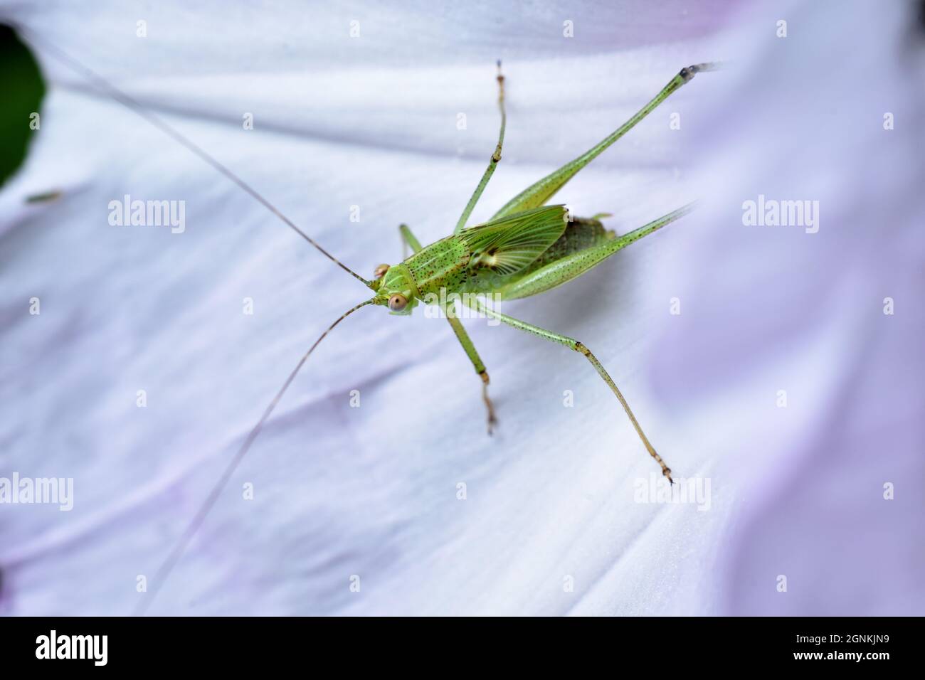 Un piccolo cricket verde strisciando fuori dal petalo di fiore di gloria mattina. Foto Stock