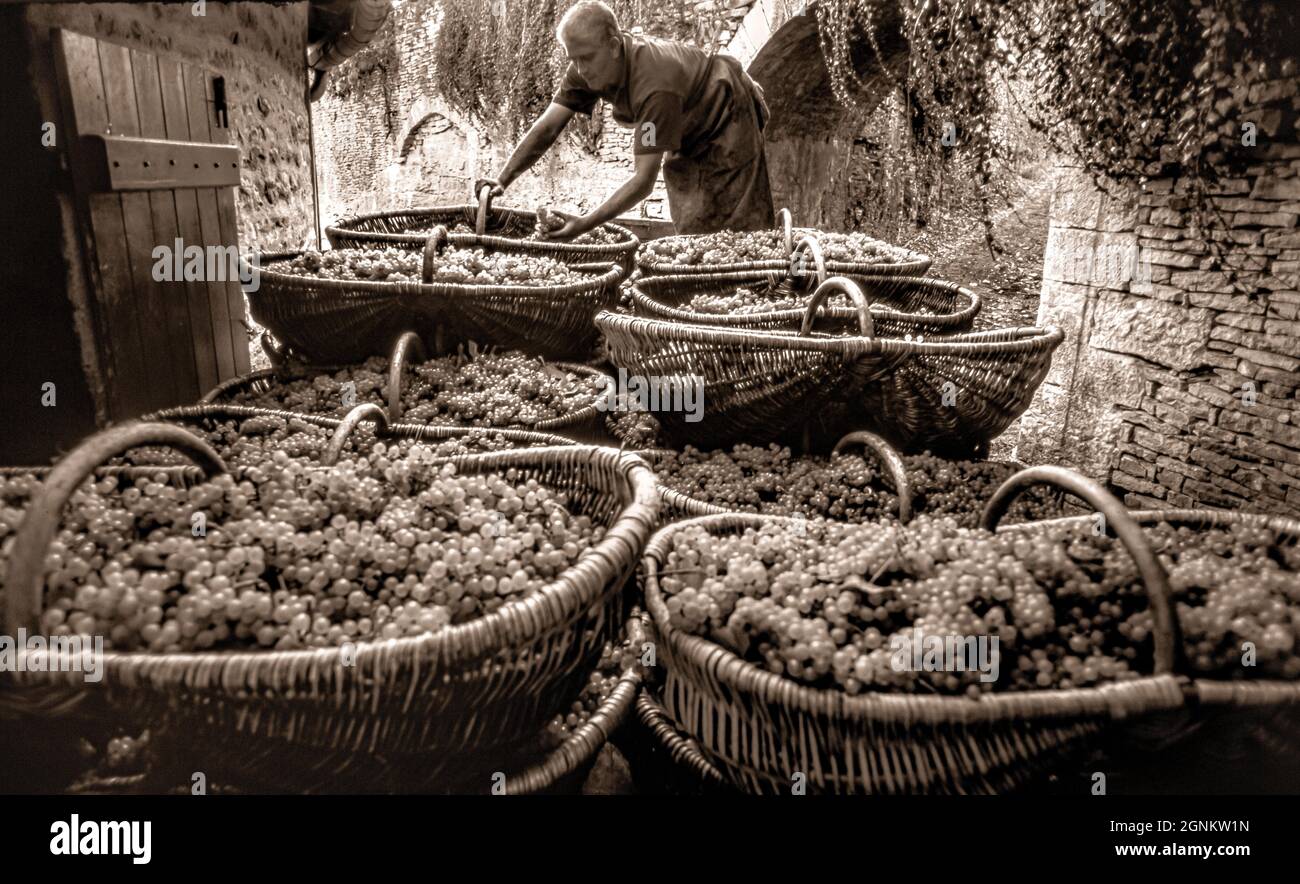 Vendemmia in stile retrò vendemmia CHARDONNAY VENDEMMIA B&W RGB Burgundy cesti di uve Chardonnay raccolte fuori dalla cantina Louis Latour Château de Grancey, vinaio francese che controlla le uve. Borgogna Francia Foto Stock