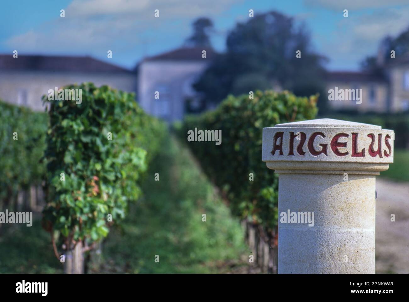CHATEAU ANGELUS VIGNA pietra marcatore di confine nei vigneti di Chateau Angelus, Saint Emilion, Gironde, Francia. Foto Stock
