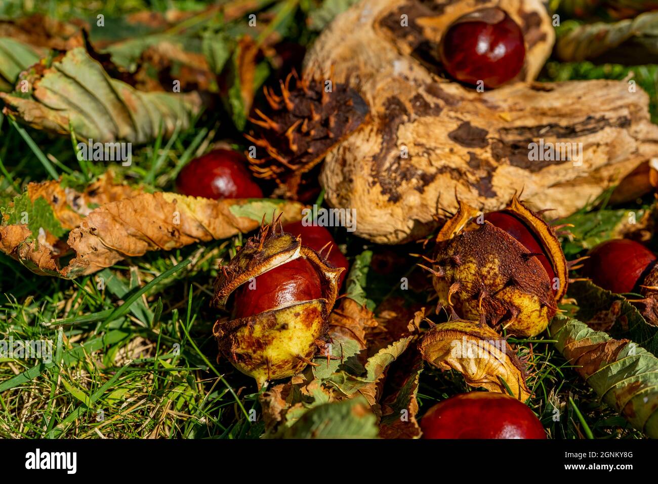 Castagne in una conchiglia aperta tra erba d'autunno e foglie cadute. Bellissimo macro autunno primo piano. Foto di alta qualità Foto Stock
