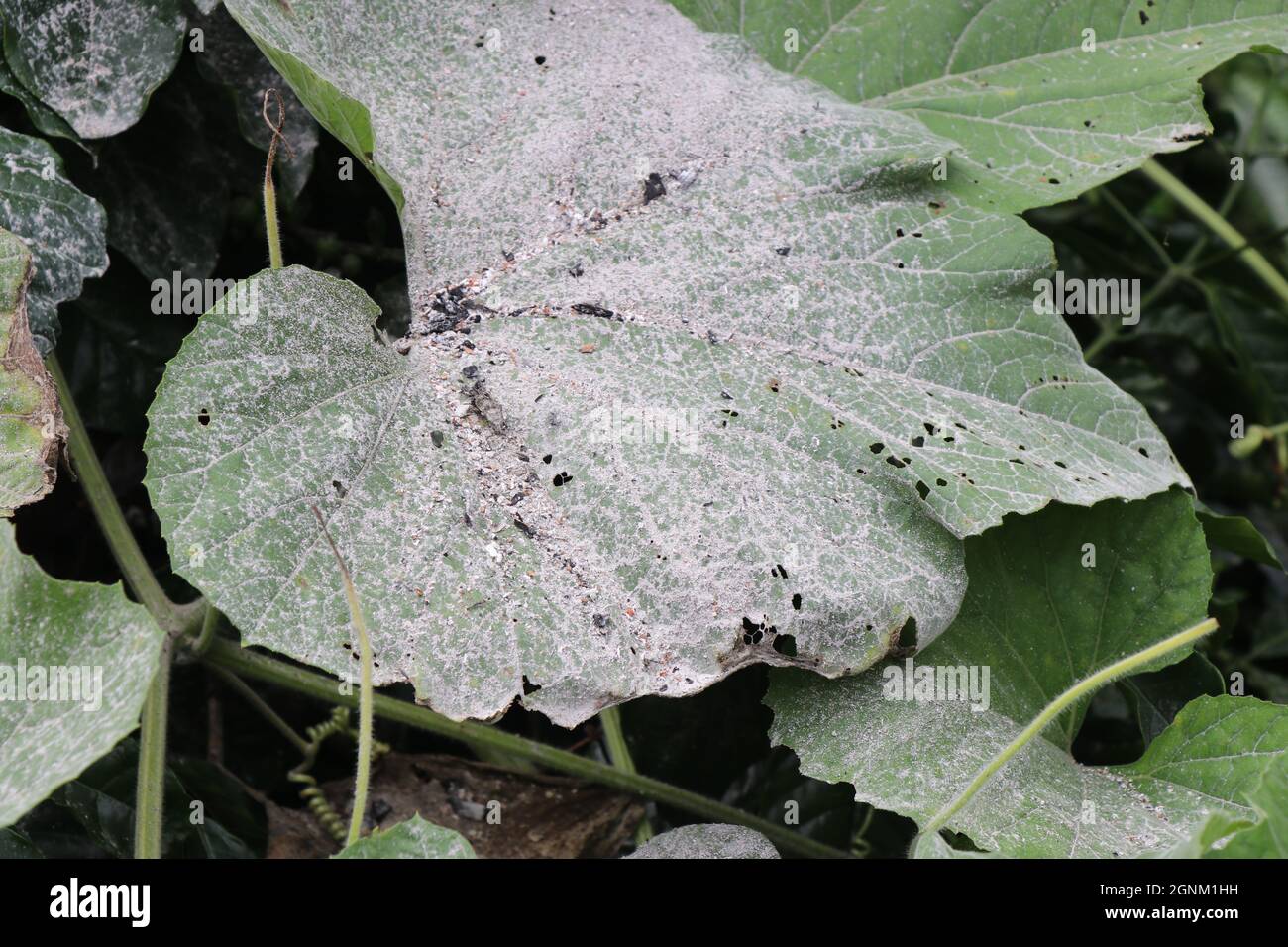 Foglia di piante calabasche cosparsa di cenere di legna per proteggere la foglia dagli insetti, foglia di piante Lauki su sfondo naturale Foto Stock