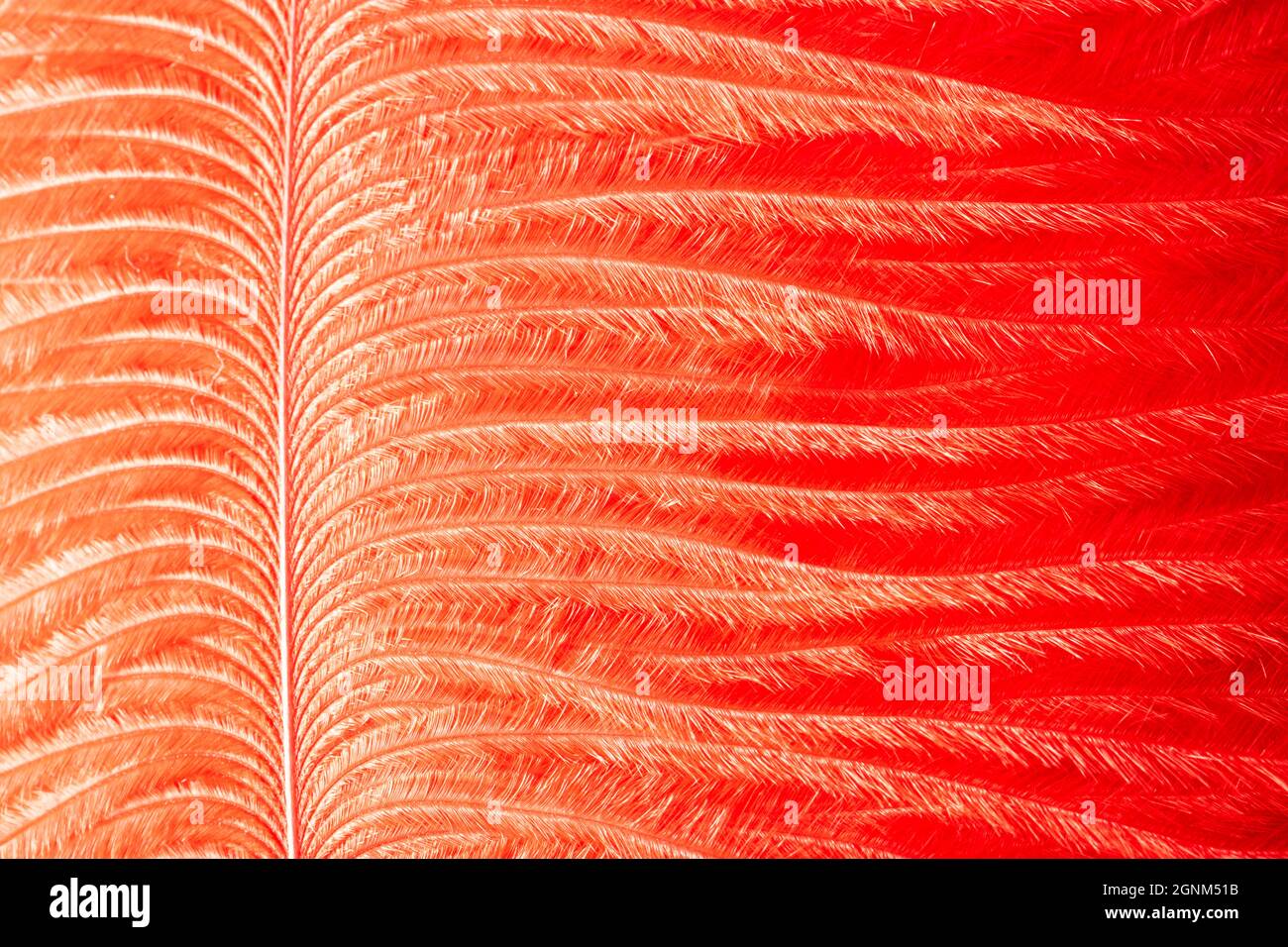 Fuoco rosso che brucia la piuma di phoenix. Fiore lucido phoenix piuma texture. Sfondo di fiamma arancione brillante Foto Stock