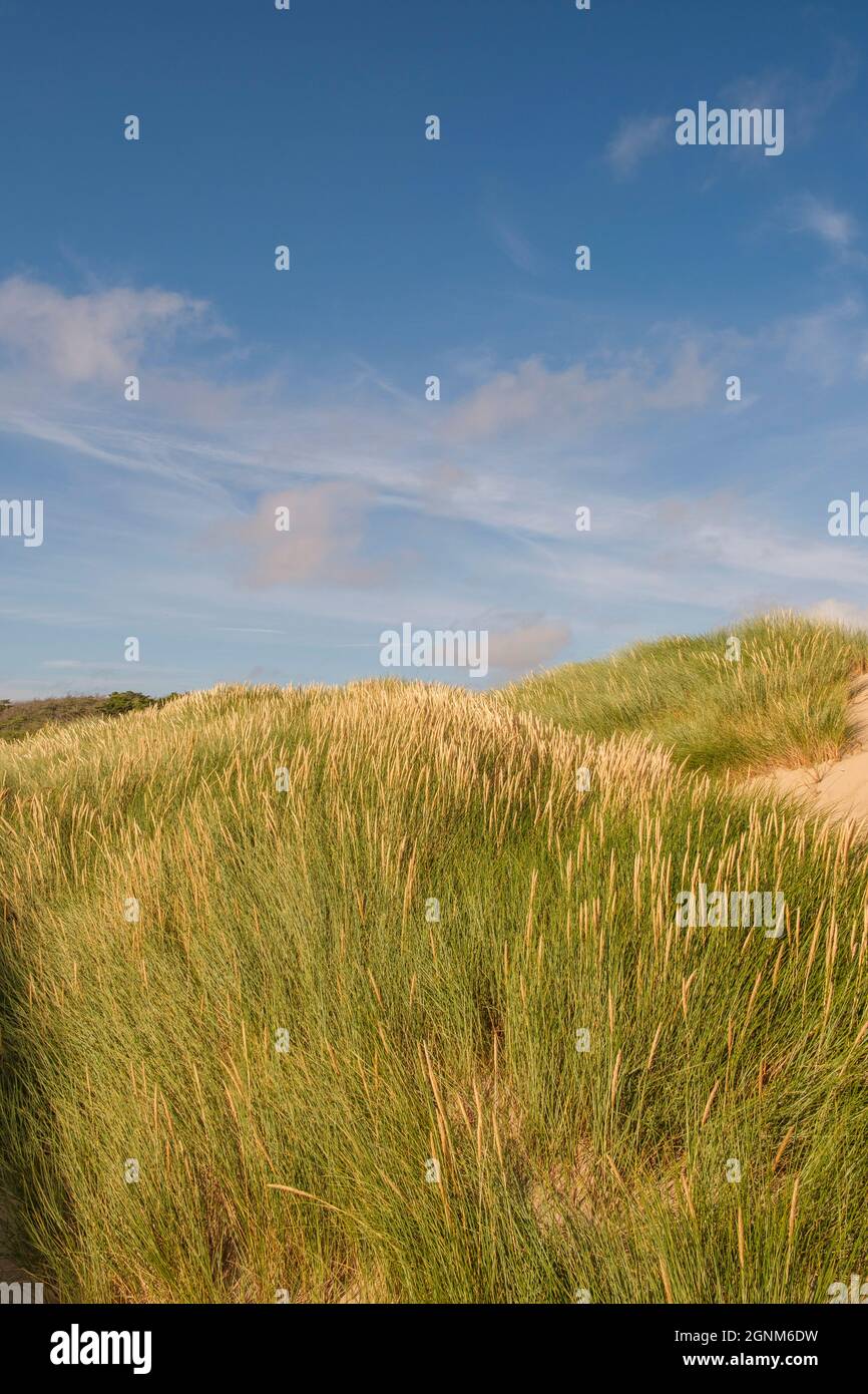 Erba che soffia nel vento tra dune di sabbia nel Galles del Nord, Regno Unito Foto Stock