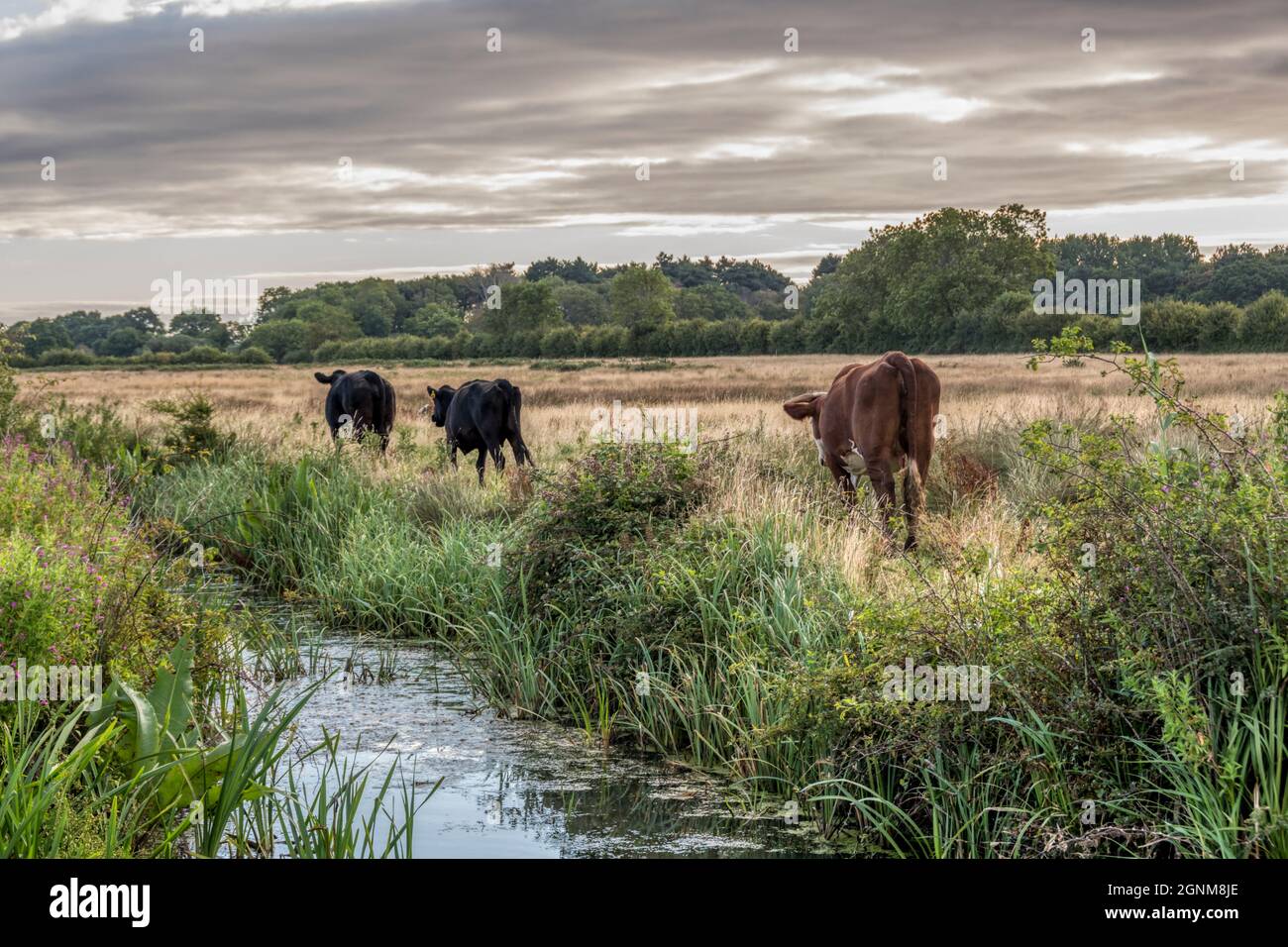 Conservazione bestiame al pascolo del Wild Ken Hill progetto di rewilding a piedi accanto a un fosso di drenaggio sulle paludi di acqua dolce sul lato est del Wash. Foto Stock