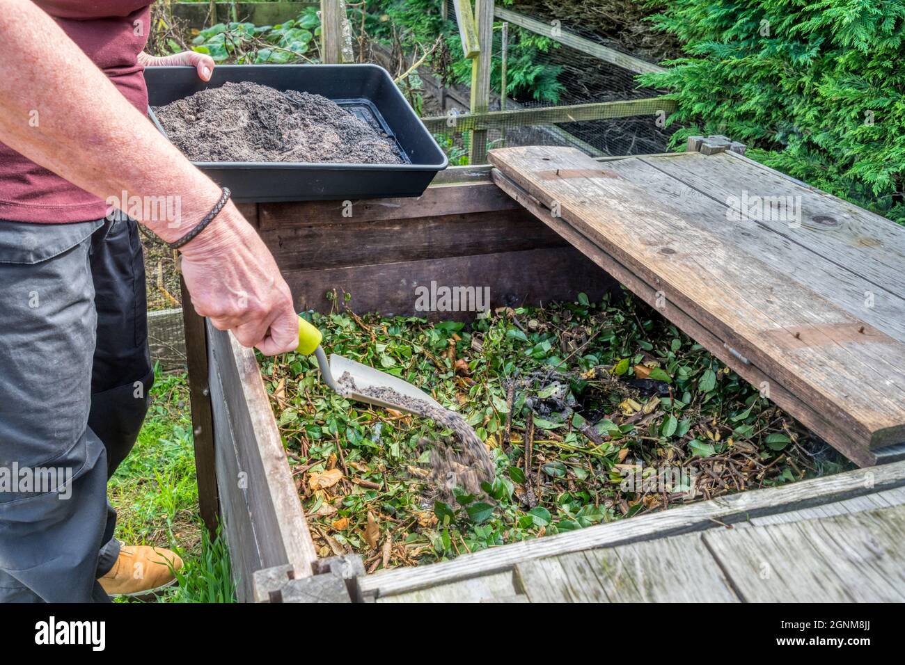 Aggiungendo cenere di legno da un falò di giardino al mucchio di composto. È una fonte naturale di potassio e oligoelementi e ha anche un effetto di calmamento. Foto Stock