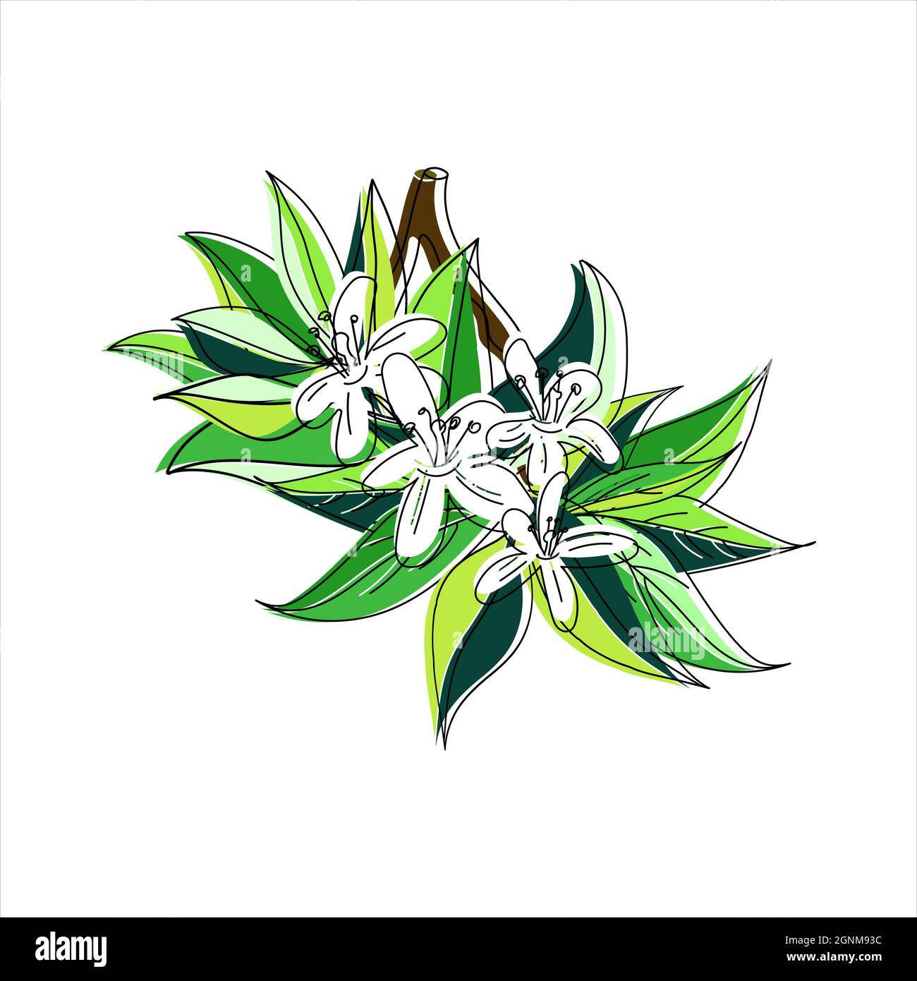 Illustrazione vettoriale di un ramo fiorente con fiori. Stile Doodle con contorni sfalsati. Illustrazione Vettoriale