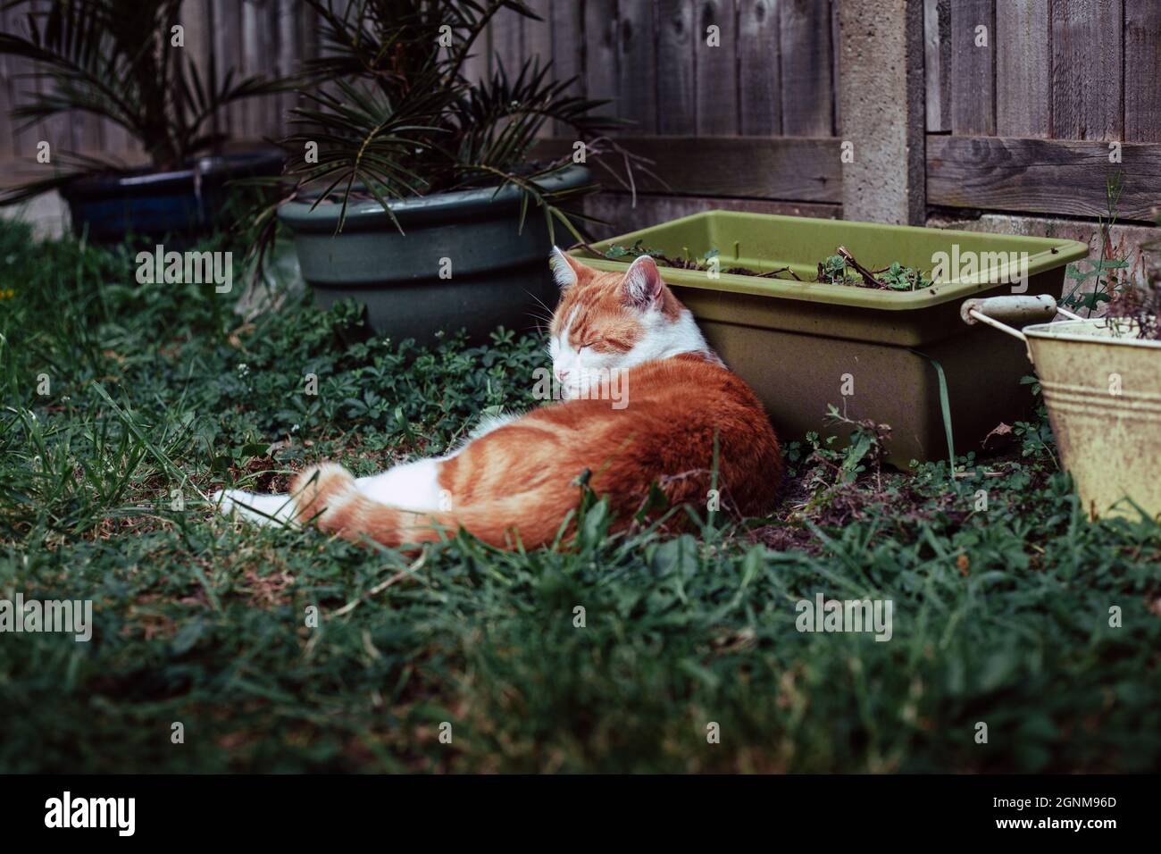 bellissimo gatto bianco e zenzero che gode di una giornata di sole in giardino Foto Stock