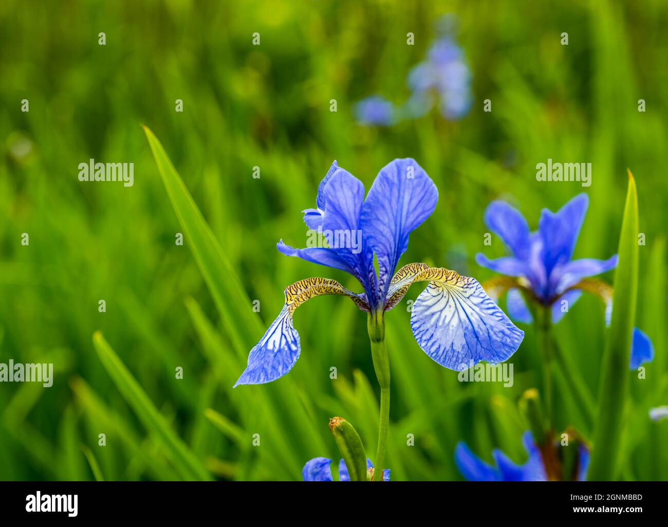 Primo piano di Iris blu e giallo, East Lothian, Scozia, Regno Unito Foto Stock