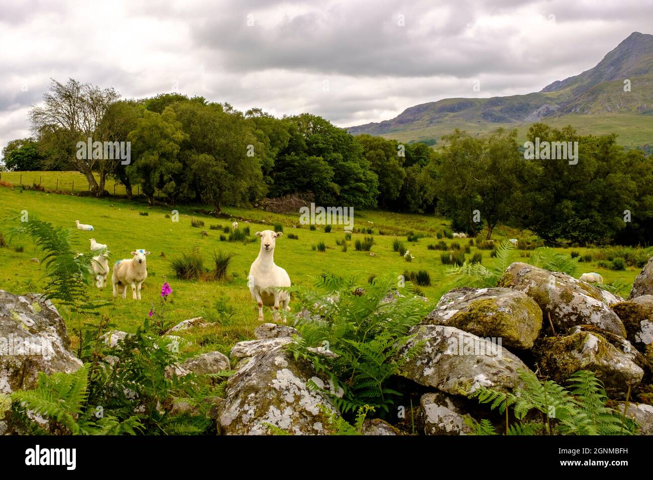 Pascolo di pecore su un campo nel Parco Nazionale di Snowdonia nel Galles del Nord, Regno Unito Foto Stock