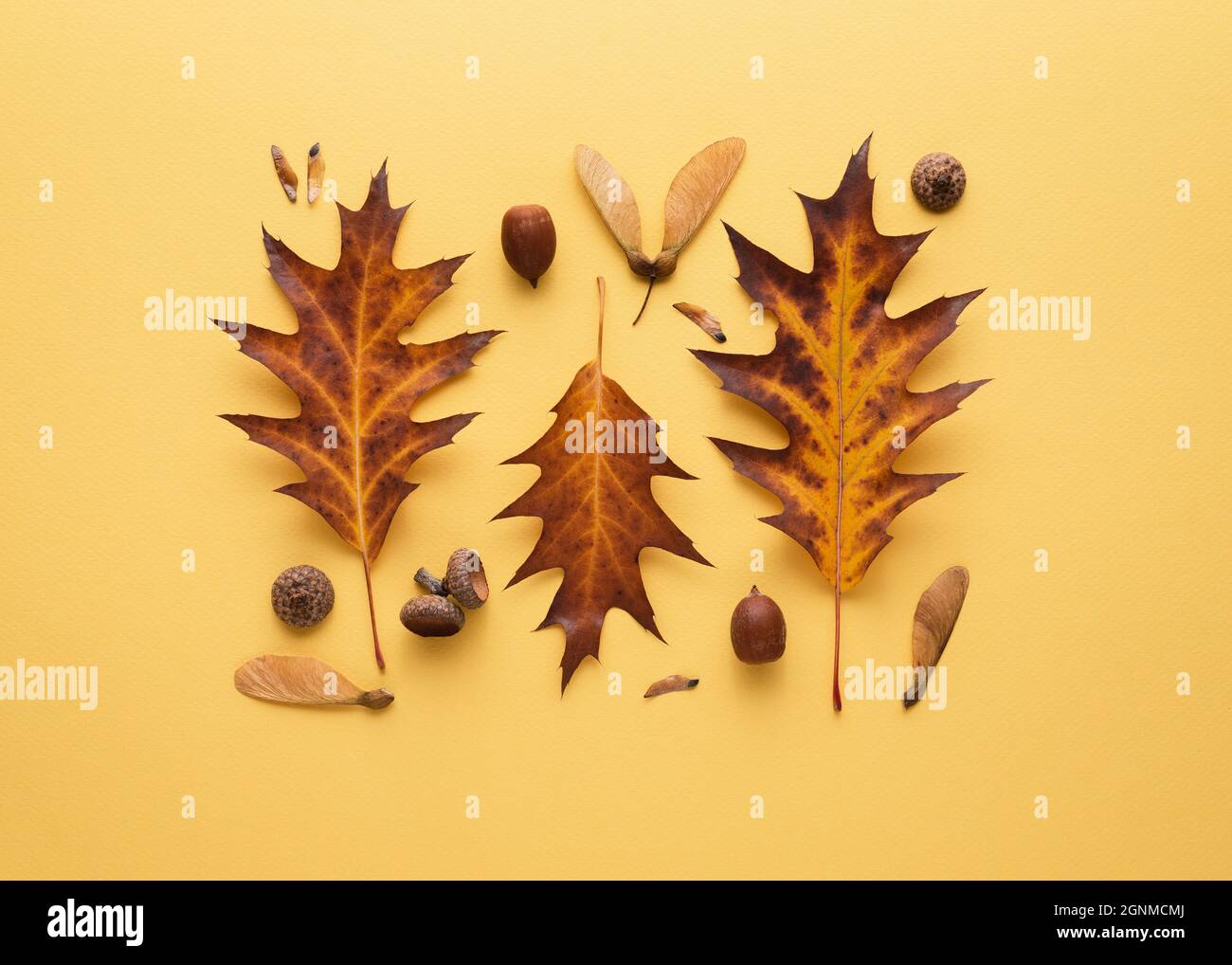 Carta autunnale con una composizione di foglie e ghiande cadute su sfondo giallo Foto Stock