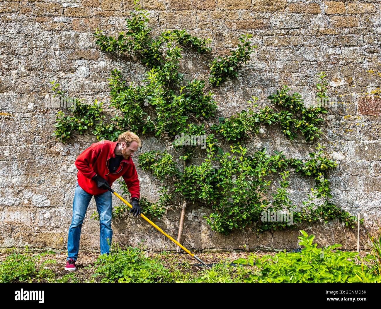 Giardiniere in erba con l'albero di mele espalier sulla vecchia parete, Amisfield murato giardino, East Lothian, Scozia, Regno Unito Foto Stock