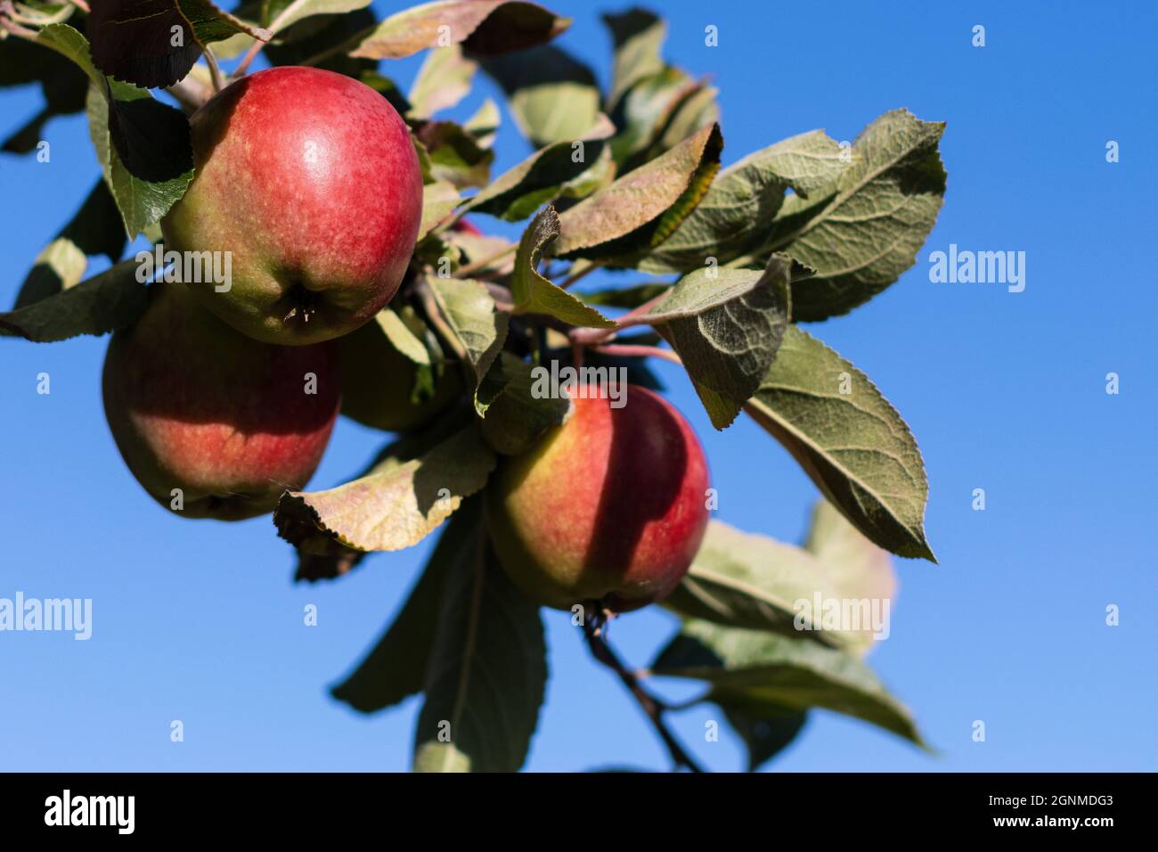 Una mela al giorno tiene il medico lontano, particolarmente quando organicamente cresciuto come qui Foto Stock