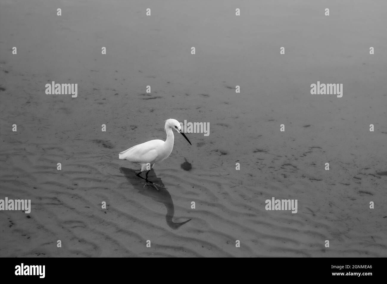 Una foto in scala di grigi di una piccola egretta (Egretta garzetta) che cammina nell'acqua vicino alla spiaggia del lago Foto Stock