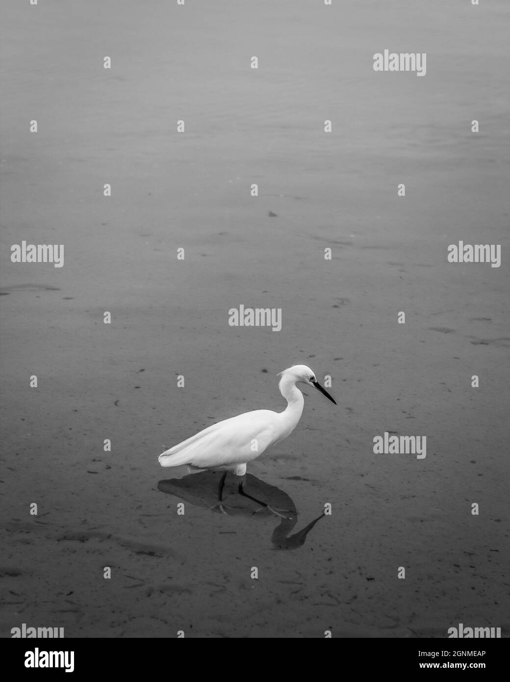 Un ritratto a profilo laterale in scala di grigi di una piccola egretta (Egretta garzetta) che cammina in acqua Foto Stock