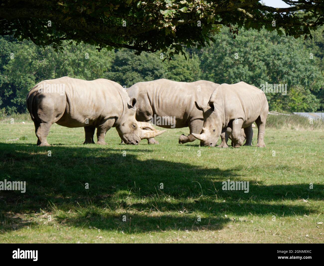 Un gruppo di pascolo di Rhino Bianco in un campo Foto Stock