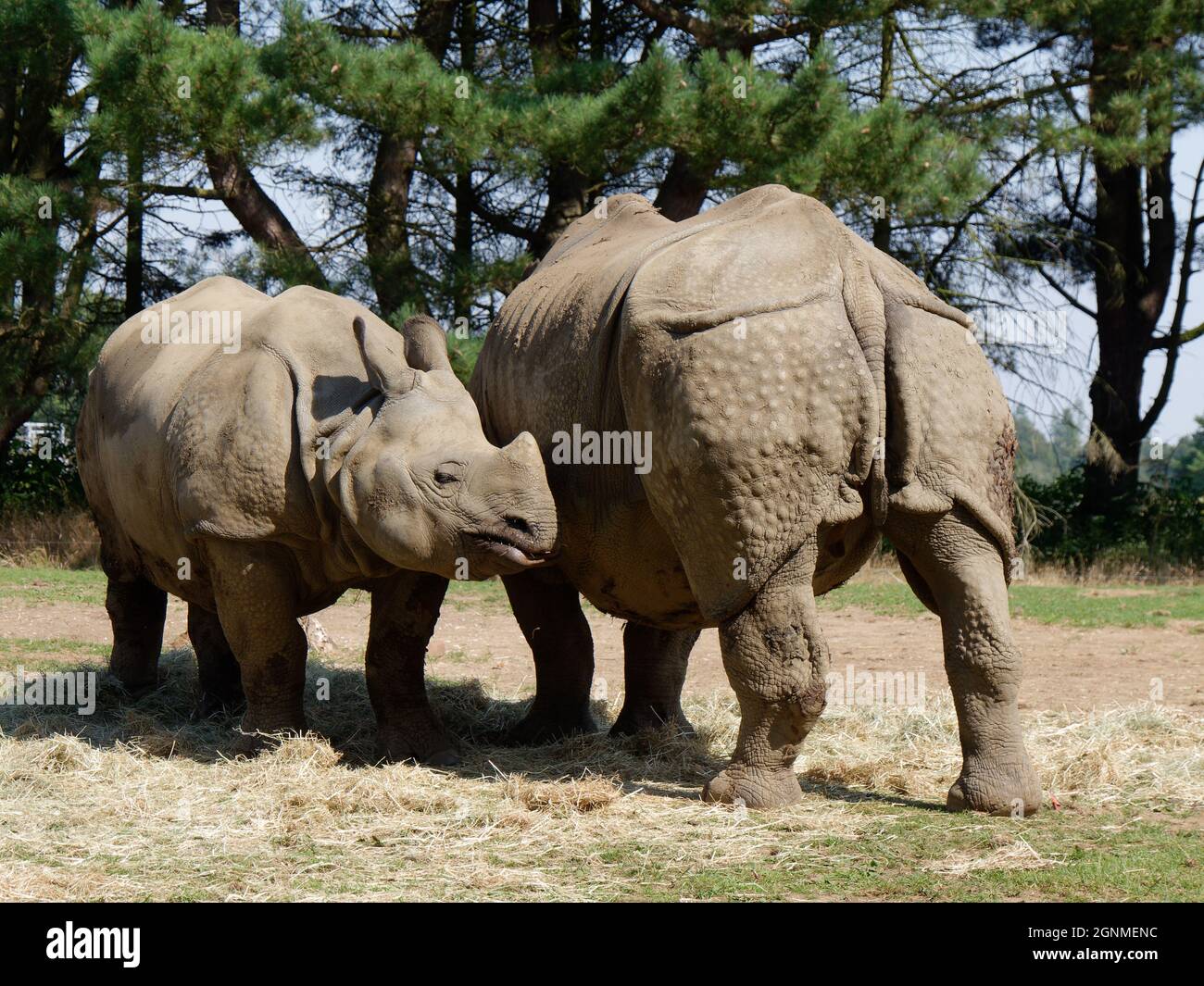 Un paio di Rhino con un solo corno Foto Stock