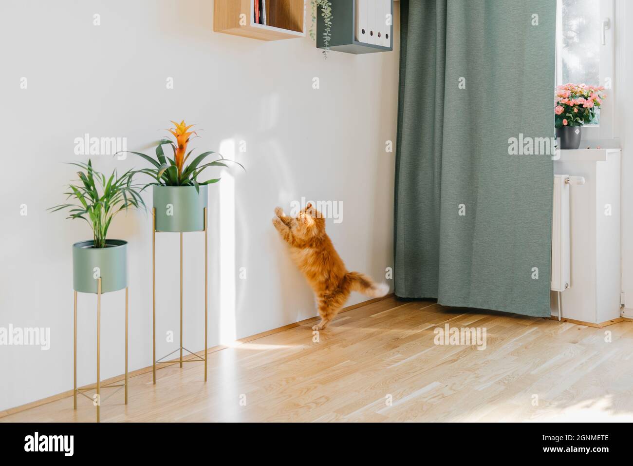 Gatto zenzero carino che gioca con il raggio del sole all'interno Foto Stock