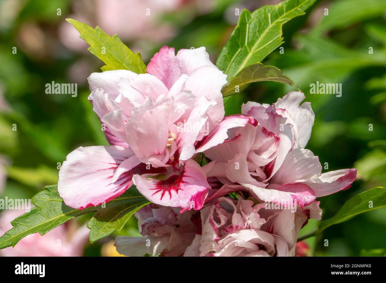 Hibiscus 'Lady Stanley' una pianta di arbusto estiva fiorita con un fiore rosso rosa estivo comunemente noto come rosa di Sharon, foto di scorta Foto Stock