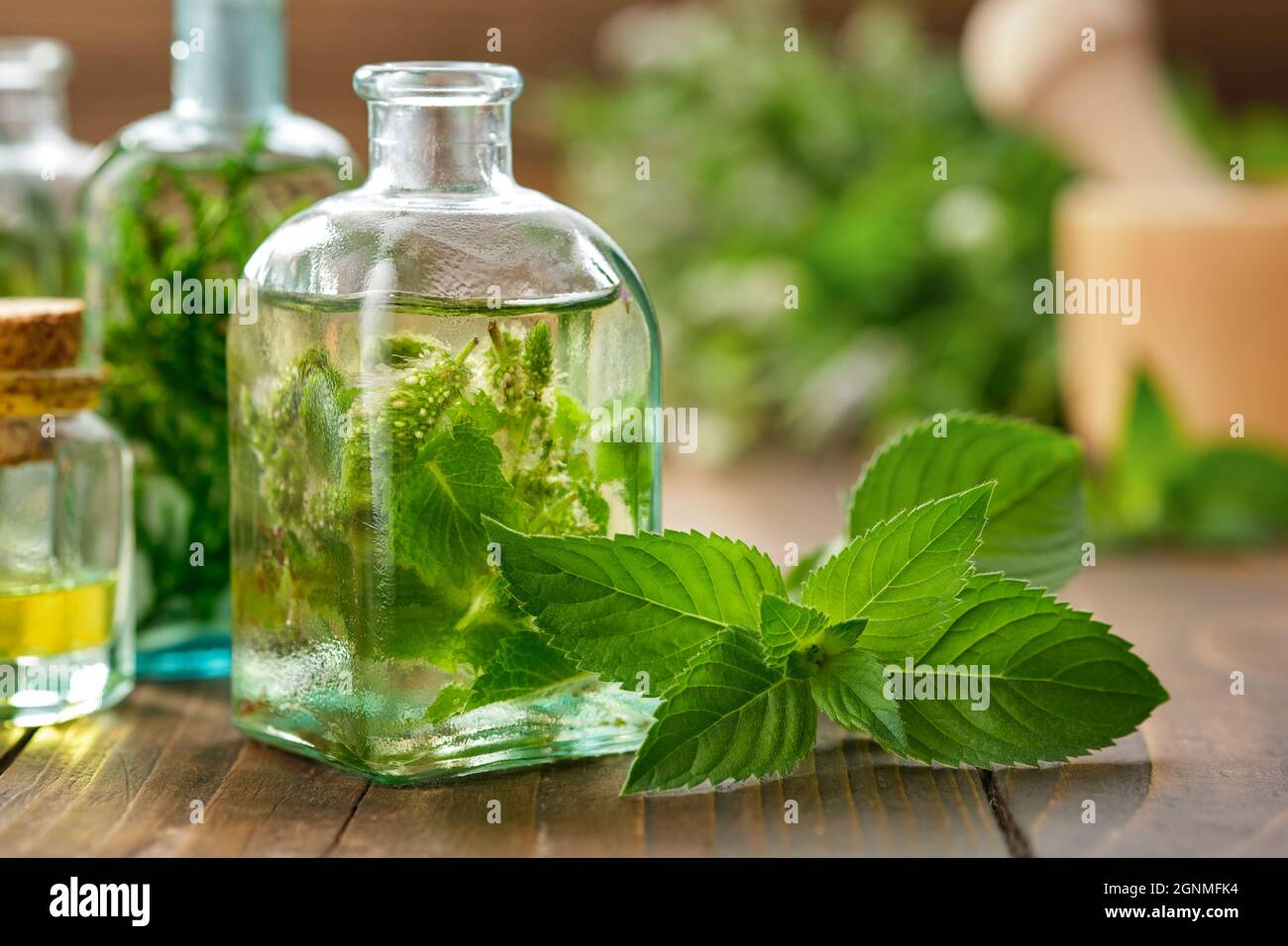Bottiglie di olio essenziale di menta, tintura o infusione e foglie di menta piperita. Fiori piante di menta verde sullo sfondo Foto Stock