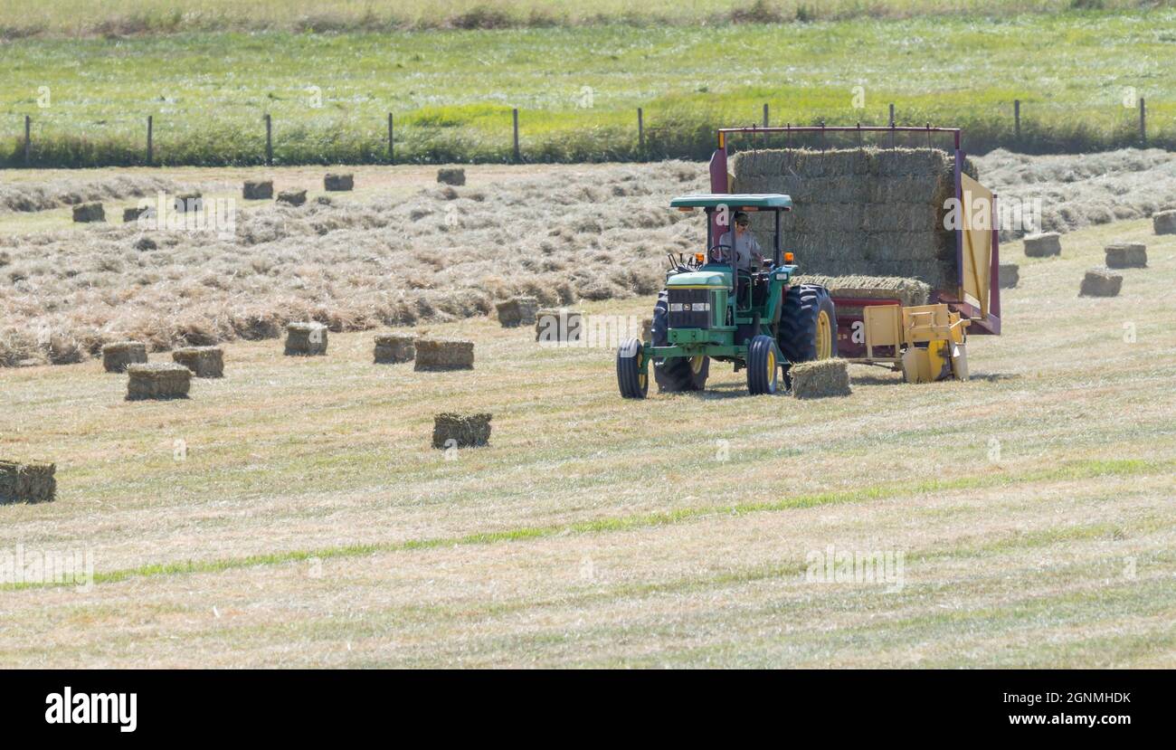 Victoria British Columbia , Canada -07/08/21 : Un operatore agricolo utilizza un trattore e un impilatore per prelevare balle di fieno in un campo di agricoltori. Foto Stock