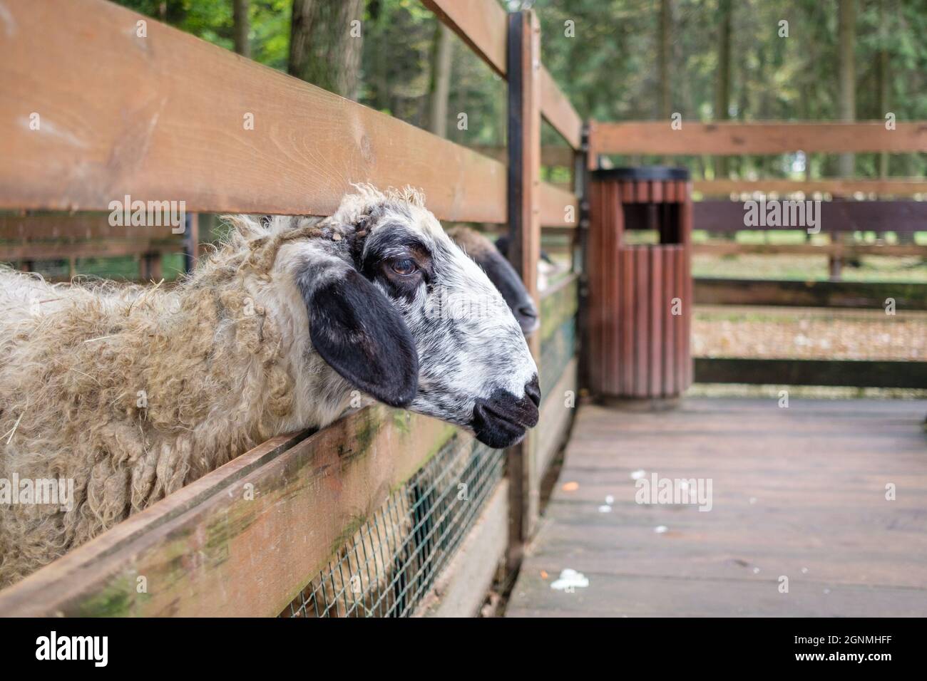 Fuoco selettivo sulla testa di una pecora che si stende tra le barre della recinzione. Animali domestici in una recinzione recintata. Foto Stock