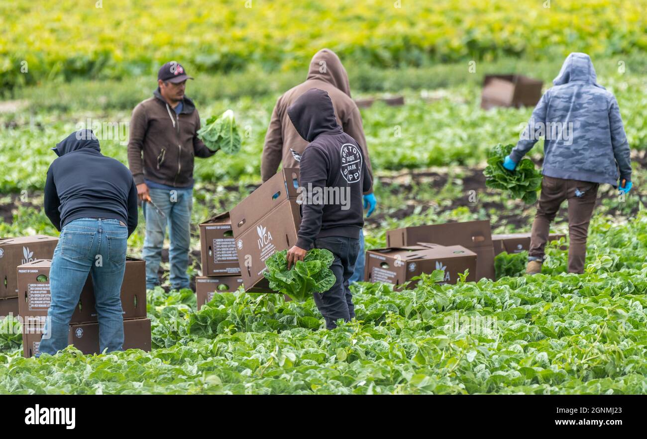 Victoria British Columbia, Canada- 08/03/2021 : i lavoratori migranti raccolgono le colture alimentari e tendono ad un campo di produzione agricolo. Foto Stock