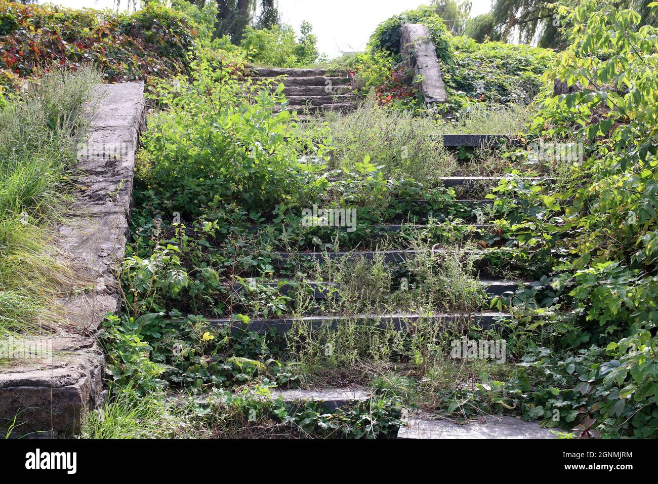 Vecchi gradini di pietra a Chernobyl. Gradini coperti da boccole. Foto Stock