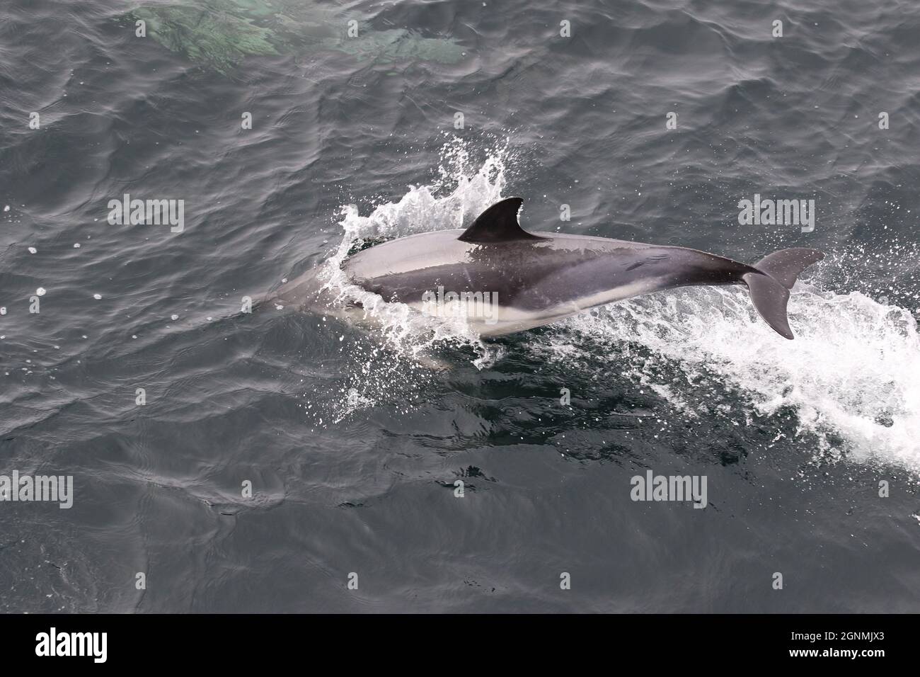 Sequenza 4 - Delfini comuni che salgono nelle acque del Regno Unito Foto Stock