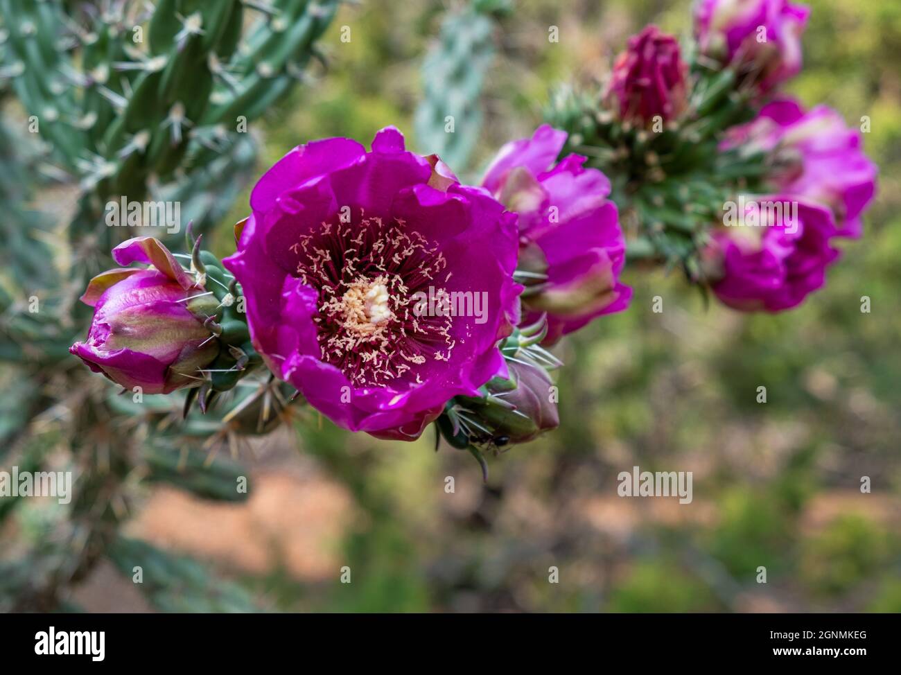 Bel fiore viola di Cholla albero trovato lungo i Dale Ball Trails a Santa Fe, New Mexico Foto Stock