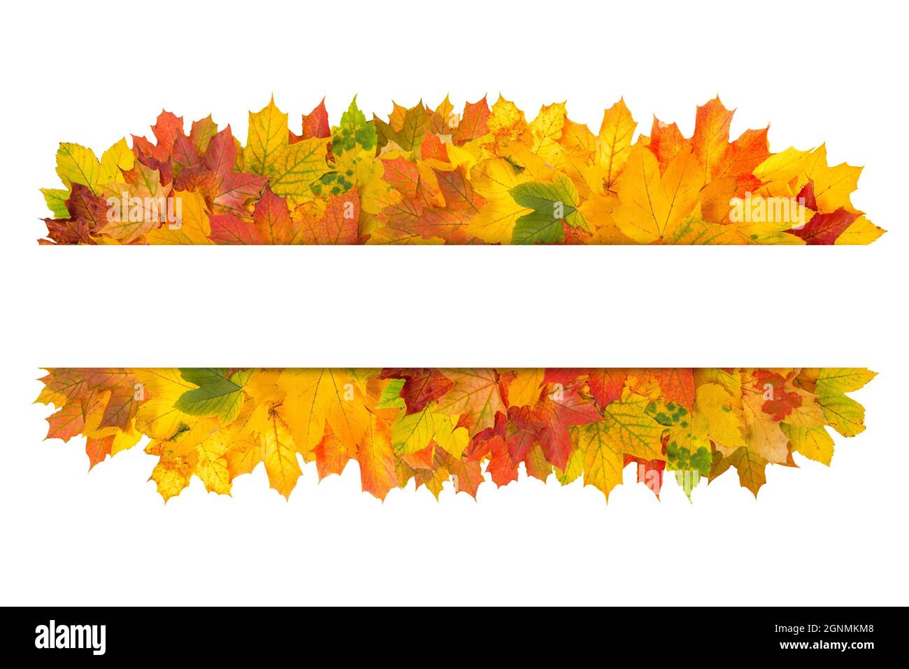 L'autunno lascia il banner con spazio per il testo. Sfondo autunno Foto Stock