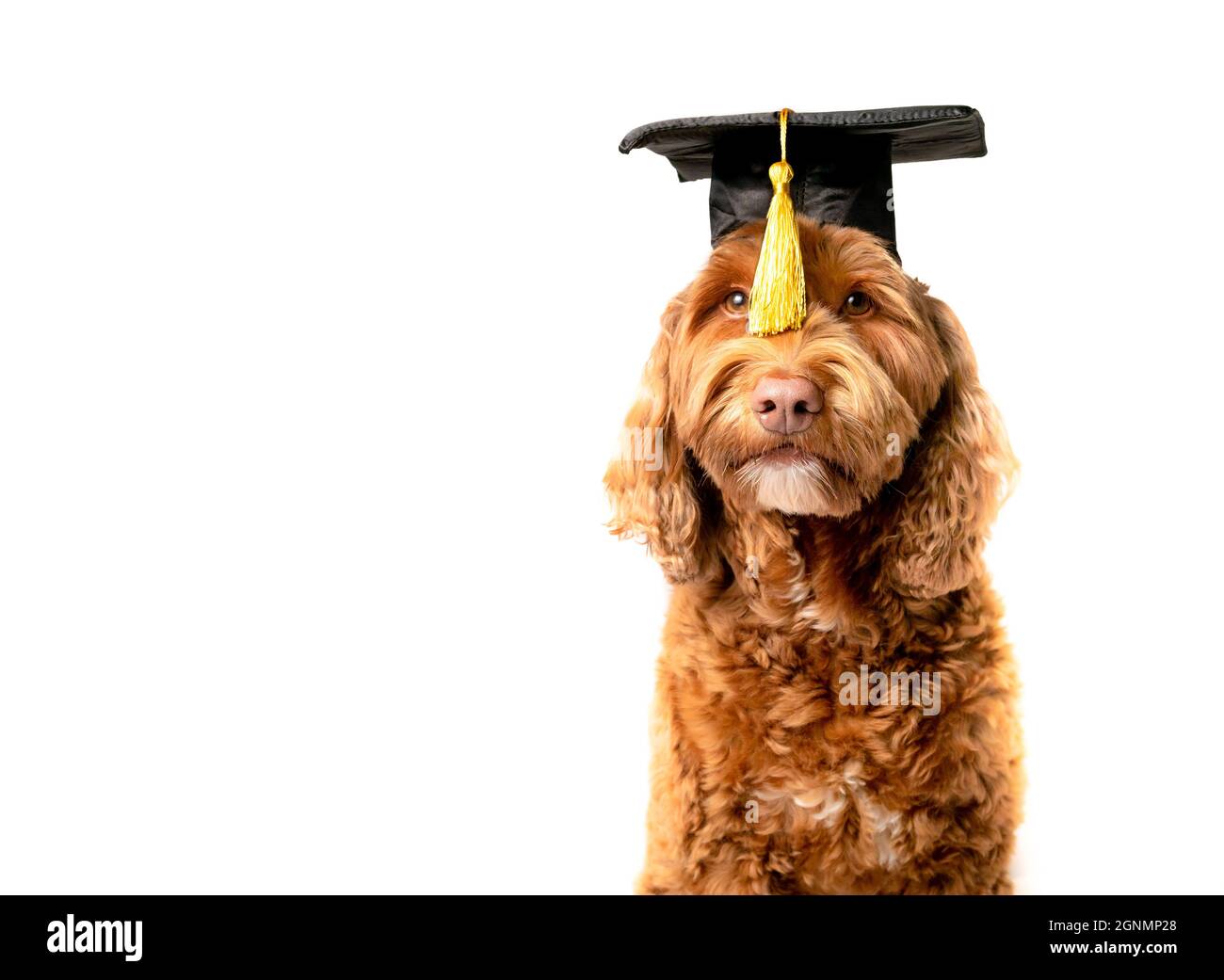 Cane Labradoodle con cappello di graduazione e nappina gialla davanti agli occhi. PET Concept per celebrare la laurea, la formazione, la certificazione accademica Foto Stock