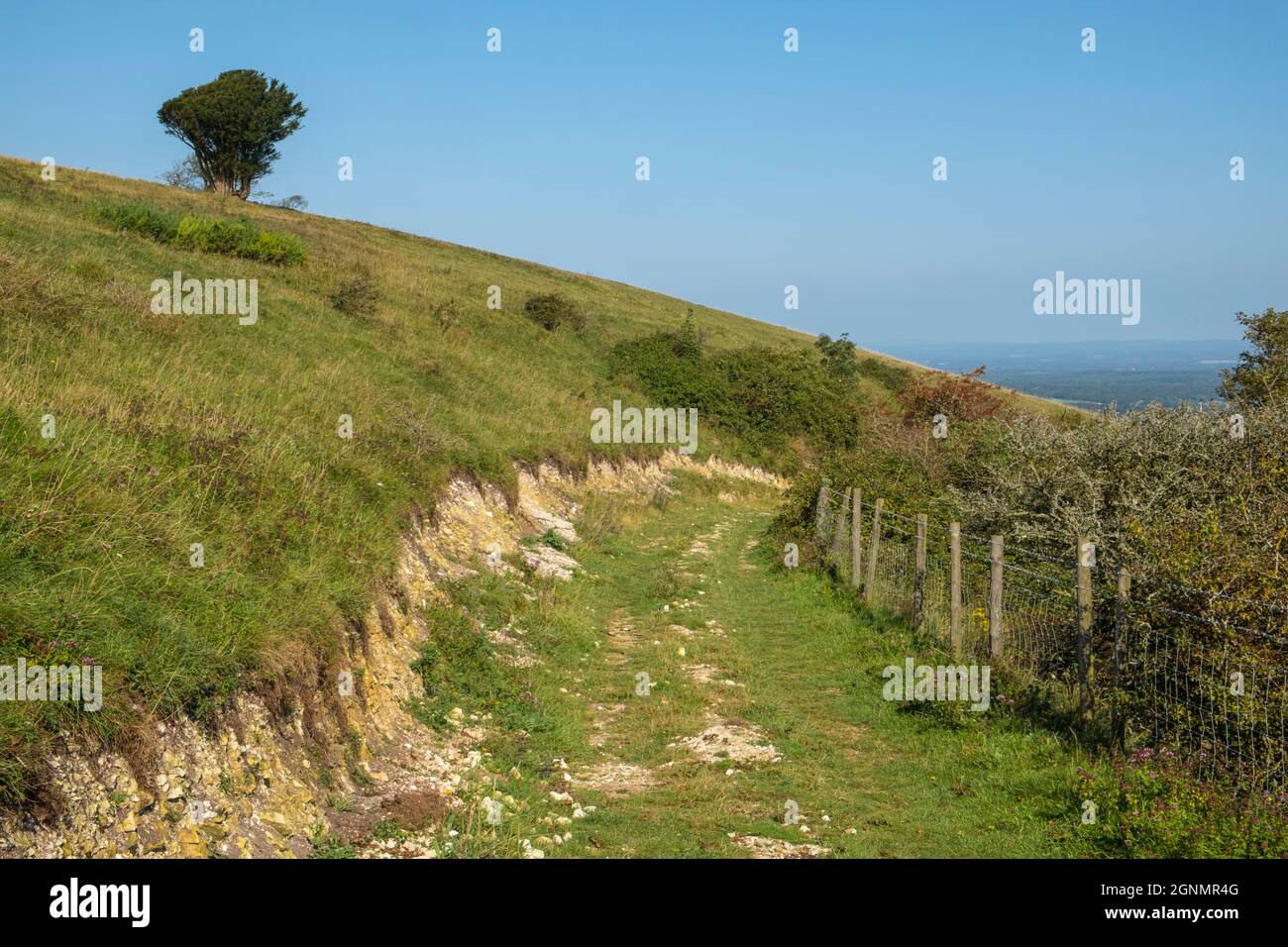 Percorso indossato nel gesso sulle South Downs. Willingdon, vicino a Eastbourne, E. Sussex, Regno Unito. Foto Stock
