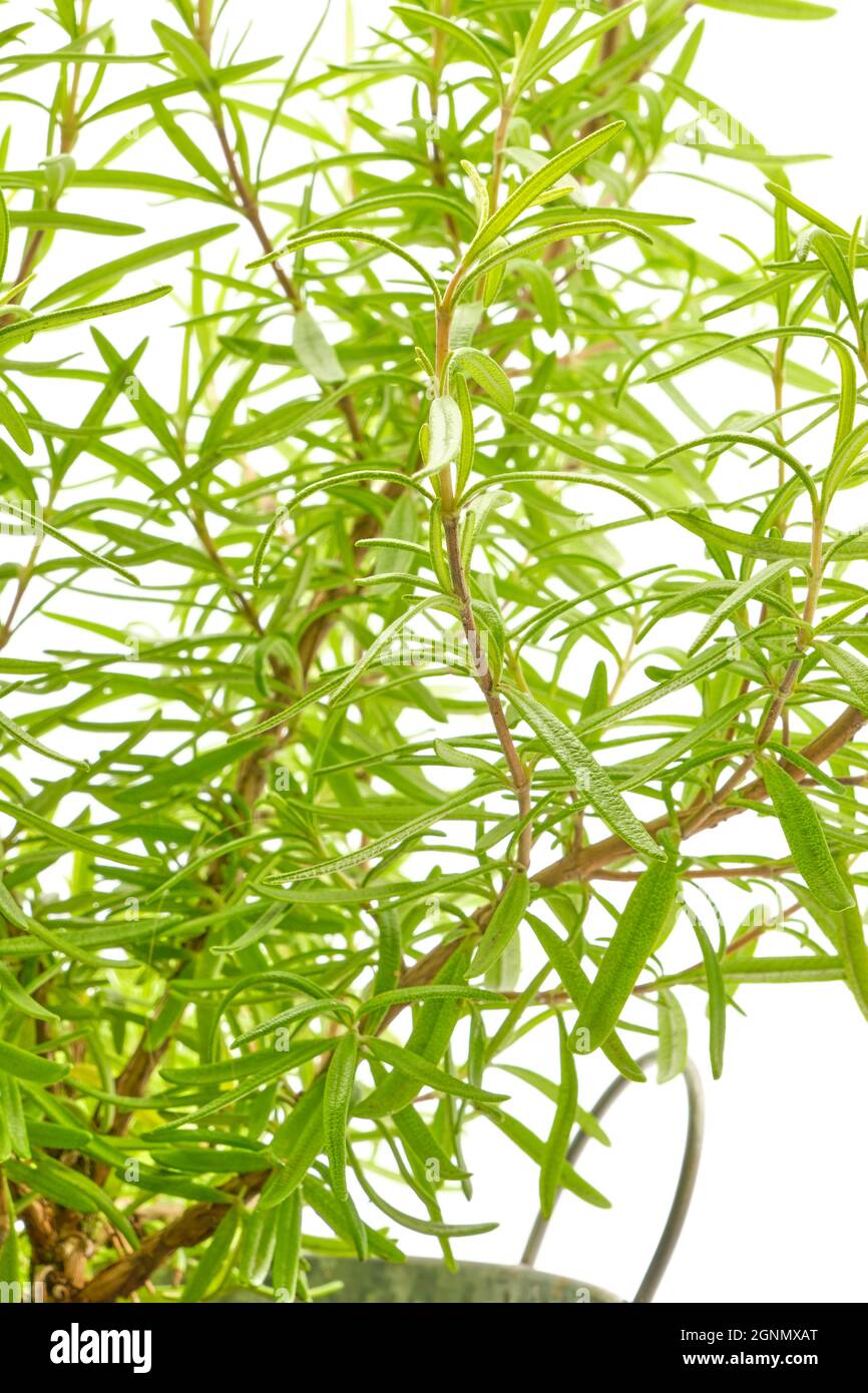 Rosemary, Salvia rosmarinus, fotografato primo piano su sfondo bianco. Foto Stock