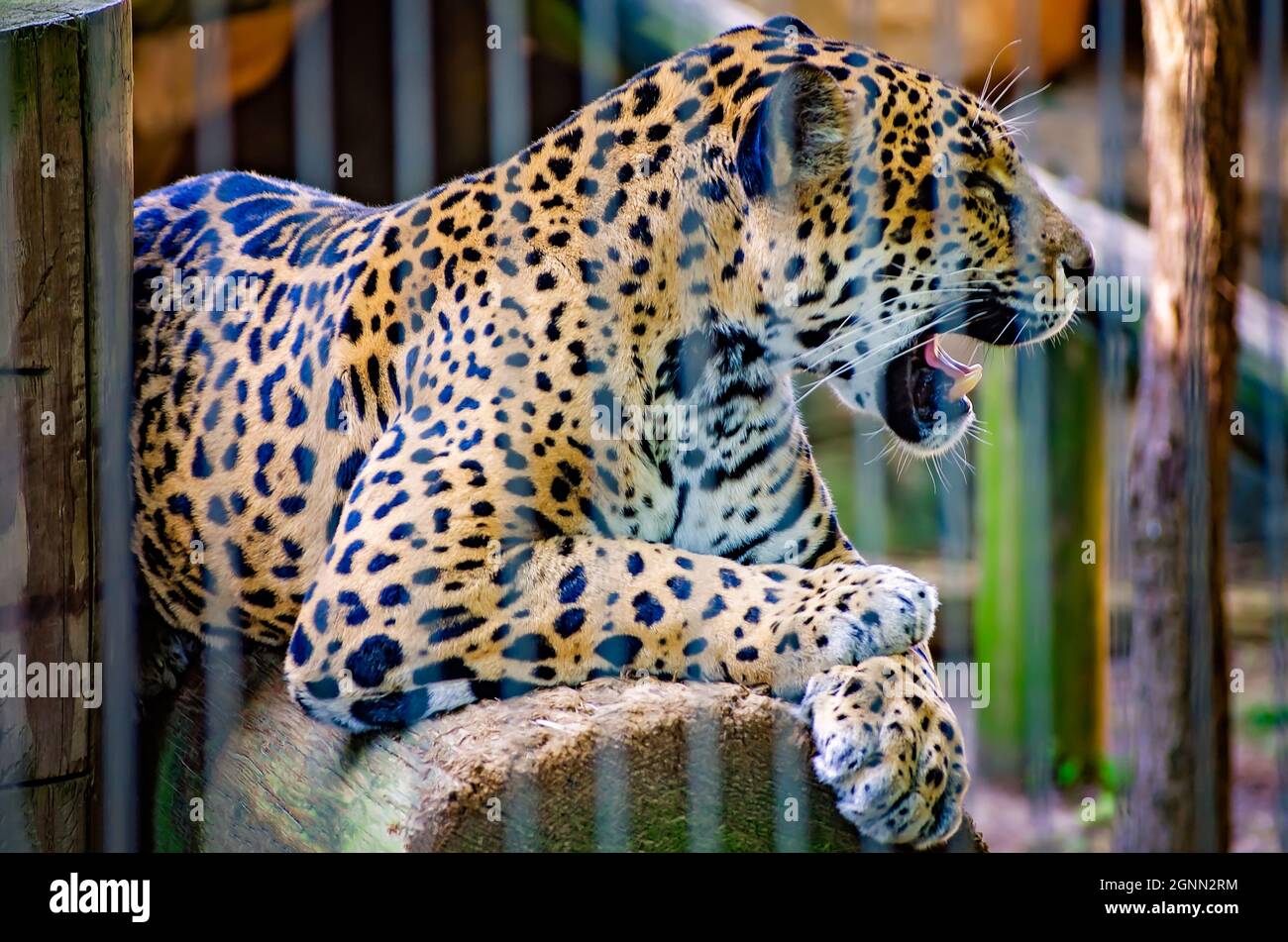 Un giaguaro (Panthera onca) si trova su un ceppo allo Zoo di Memphis, 8 settembre 2015, a Memphis, Tennessee. Foto Stock Un giaguaro (Panthera onca) si trova su un ceppo allo Zoo di Memphis, 8 settembre 2015, a Memphis, Tennessee. Foto Stock
