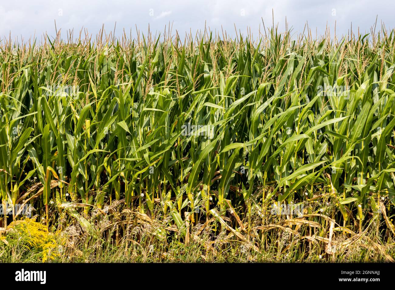 Una fila di stocchi di mais è vista sul bordo di un campo di mais. Foto Stock
