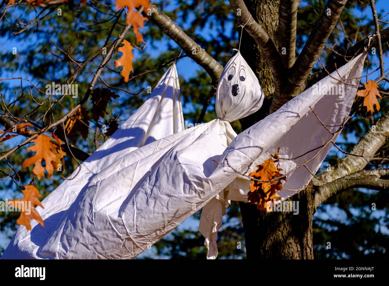 Un foglio bianco è stato fatto in una decorazione fantasma per Halloween. È appeso in un albero di quercia con foglie autunnali, soffiato nel vento. Foto Stock