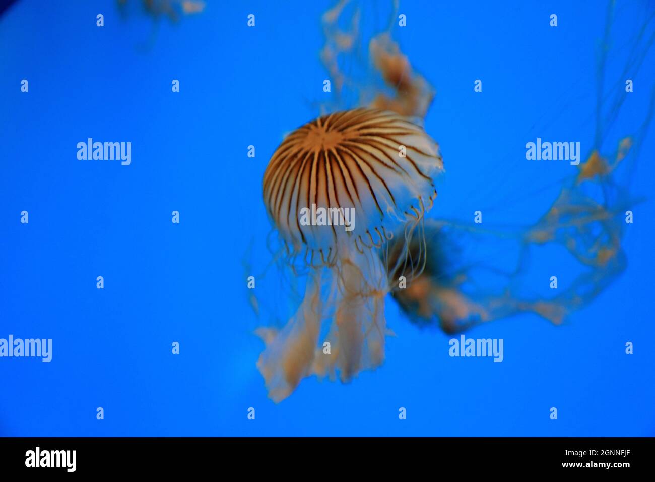 Meduse nuotare in acquario. Foto Stock