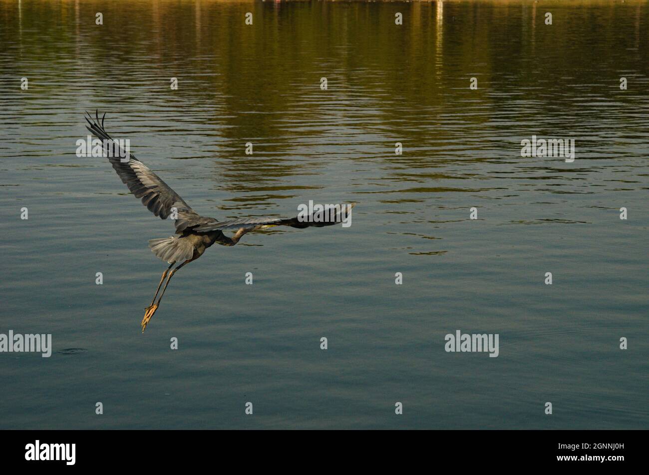 Airone con testa mancava, che sbatte splendidamente le sue ali. Questo uccello esotico con la sua ampia e colorata ala di apertura e vei lunghe gambe sottili. Parco lago, Foto Stock