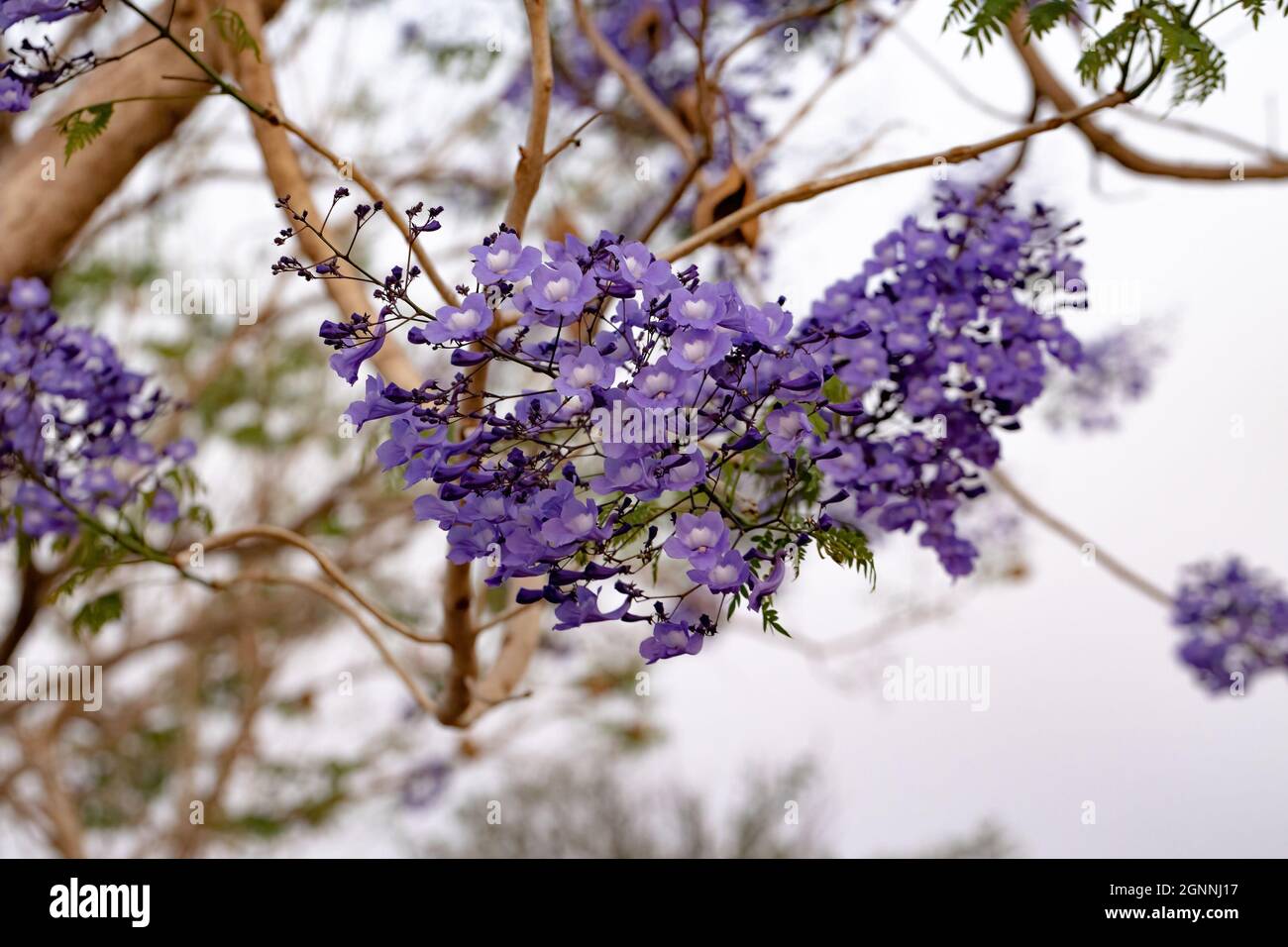 Jacaranda Blu albero della specie Jacaranda mimosifolia con fiore di frutta e fuoco selettivo Foto Stock