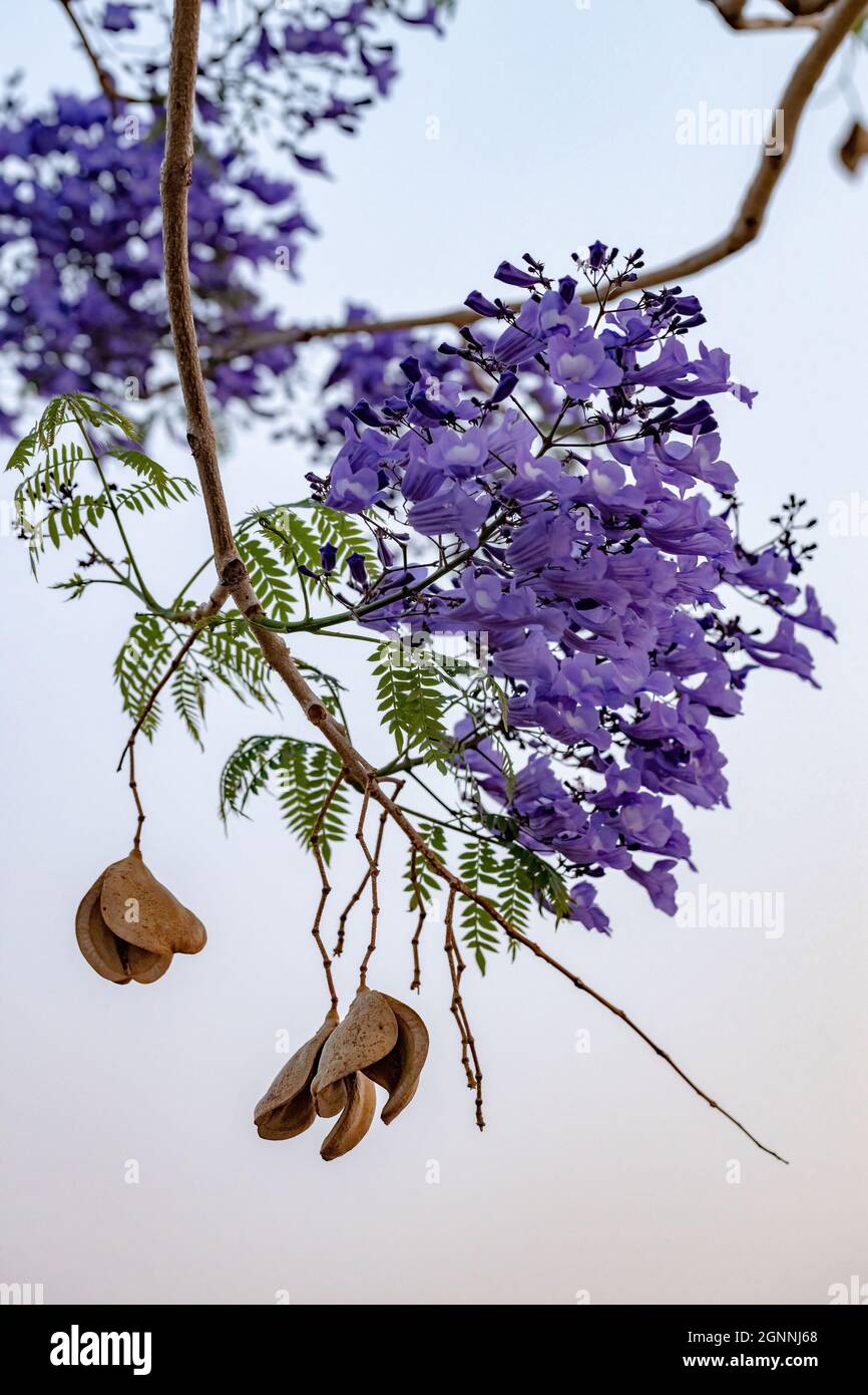 Jacaranda Blu albero della specie Jacaranda mimosifolia con fiore di frutta e fuoco selettivo Foto Stock