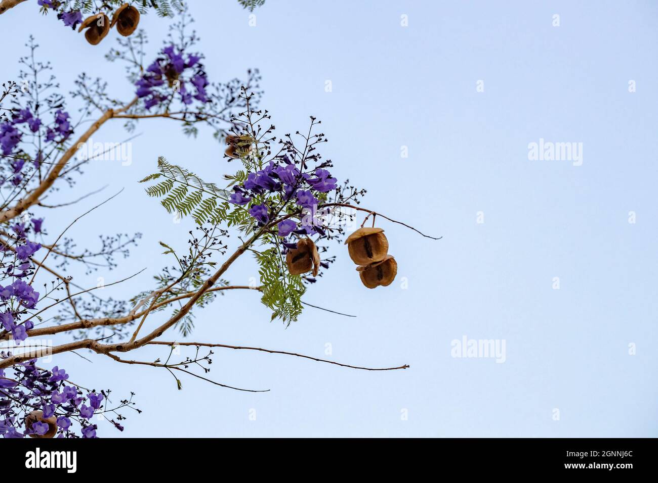 Jacaranda Blu albero della specie Jacaranda mimosifolia con fiore di frutta e fuoco selettivo Foto Stock